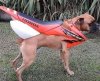 boxer engined CRF.jpg
