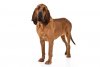 Bloodhound-On-White-01.jpg